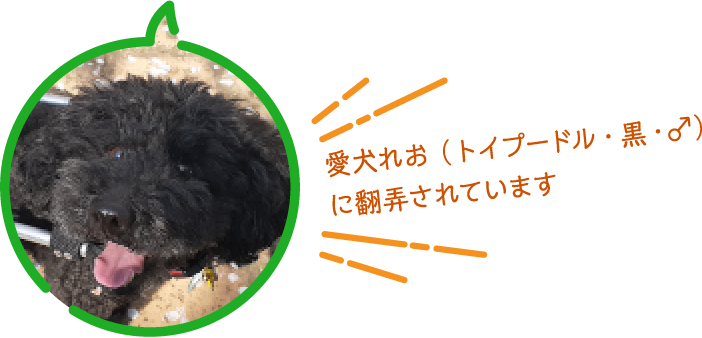 愛犬れお（トイプードル・黒・♂）に翻弄されています